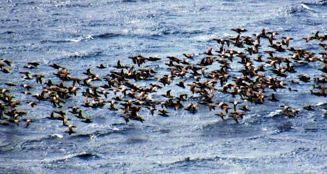 Bodrum’a turistler değil ördekler akın etti
