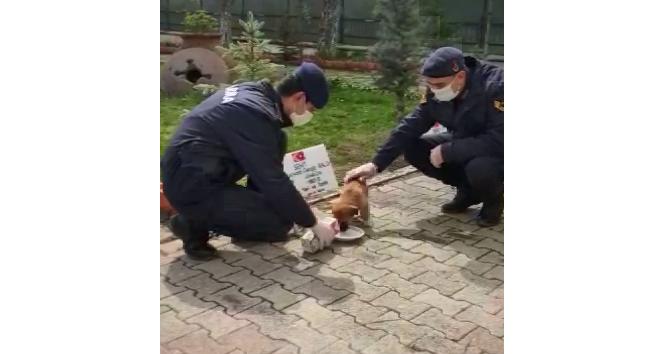 Yavru köpek jandarma bakımında