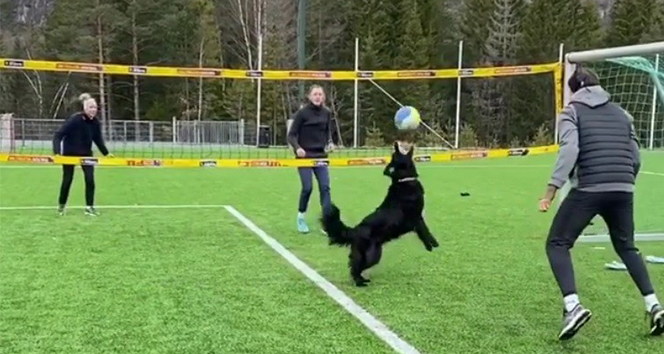Norveçli voleybolcunun köpeğiyle antrenmanı hayran bıraktı