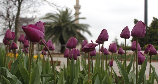 Baharla birlikte laleler kartpostallık görüntüler oluşturdu