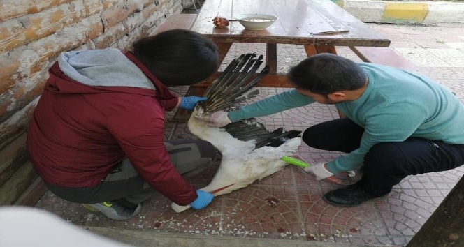 Yaralı Leylek tedavi altına alındı