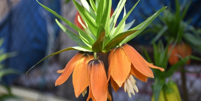 Güneş yüzünü gösterdi ters laleler çiçek açtı