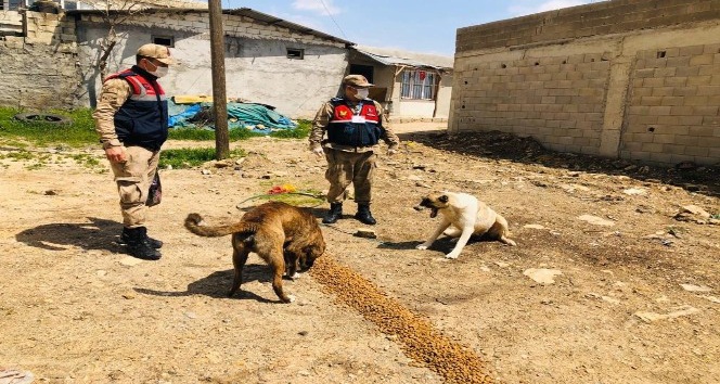 Sokak hayvanları unutulmadı