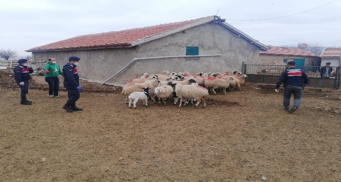 Jandarma, aynı ağıldan ikinci defa koyun çalan 2 kişiyi yakaladı