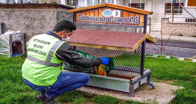 Nevşehir Belediyesi sokak hayvanlarını aç bırakmıyor