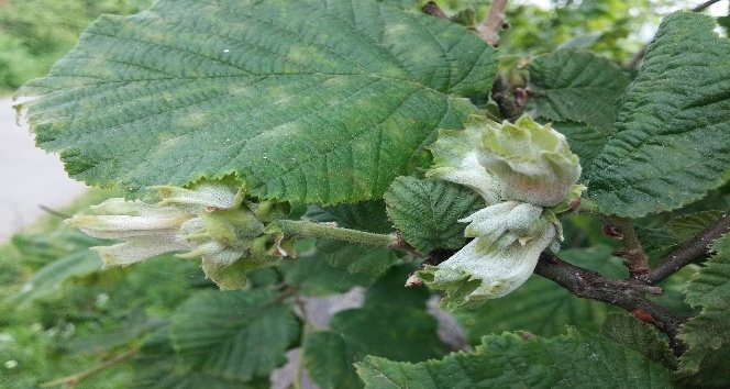 Üreticilere fındıkta külleme hastalığına karşı uyarı