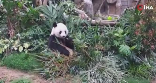 Hong Kong&#039;daki korona sessizliği pandalara yaradı, 10 yıl sonra çiftleştiler, yavru bekliyorlar