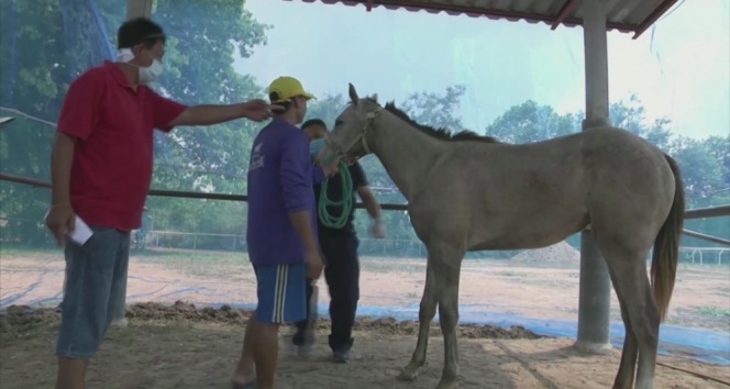 Tayland’da Afrika at vebası salgını patlak verdi: 200 at telef oldu