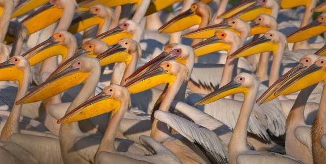 Binlerce kilometre öteden geldiler...Balıkçılar olmadığı için yüzlercesi böyle görüntülendi