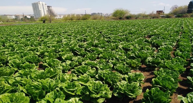 ÇKS belgeli Kilisli çiftçiler arazilerine gidebilecek