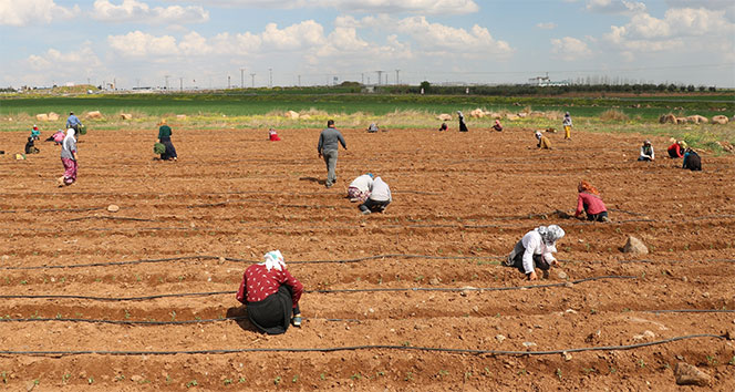 Tarım işçileri sosyal mesafe kuralına uyuyor