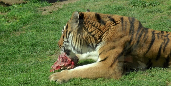 Hayvanat Bahçesi’ndeki hayvanlara korona virüs önlemi