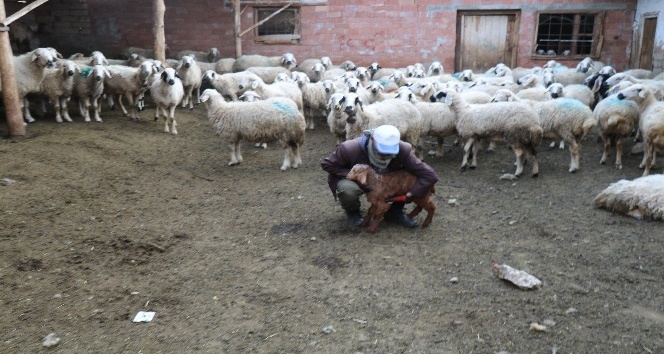 Koyun otlatırken Sağlık Bakanı’na şiir yazdı
