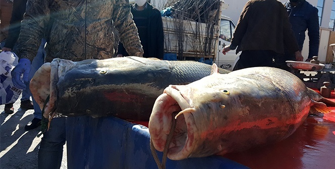 Dev turna balıklarını görmek isteyenler şaşkınlıktan sosyal mesafeyi unuttu