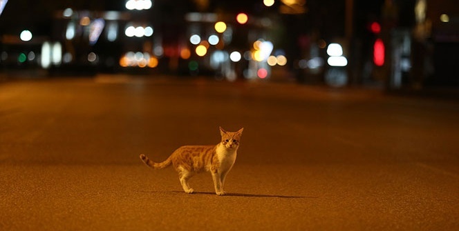 Sokağa çıkma yasağının kalkmasına saatler kala boş caddelerin keyfini sürdüler