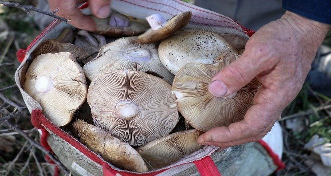 Bayburt’ta mantar sezonu başladı