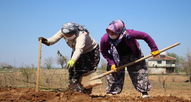 Alternatif tarım ürünlerine kadın eli değiyor