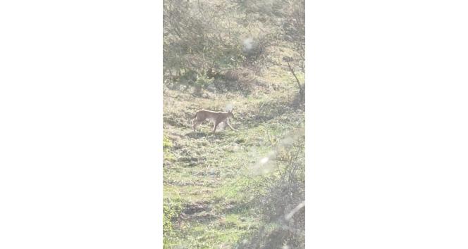 Virüs sessizliği vaşakları açığa çıkardı