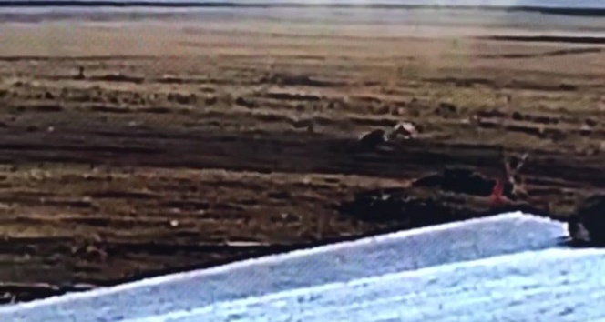 Ardahan’da çiftliğe inen kurt sürüsü, çoban köpeklerinin hışmına uğradı