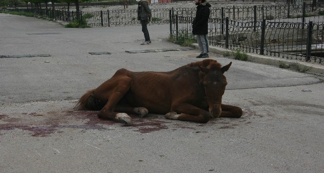 Çarptıkları atı yaralı halde yolun ortasında bıraktılar