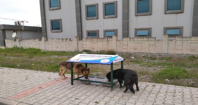 Altınova’da sokak hayvanları unutulmadı