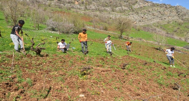 Tarlalarını sosyal mesafe kuralıyla kazıp ekiyorlar