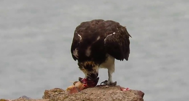 Suya dalabilen tek yırtıcı Balık Kartalı görüntülendi