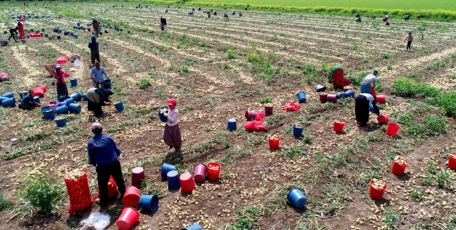 Herkes evinde tarım işçileri soğan tarlasında