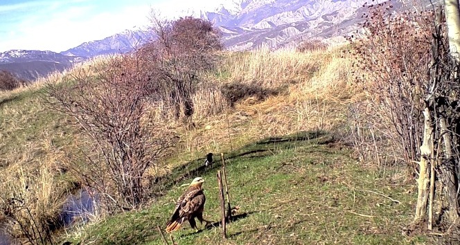 Nesli tükenmekte olan kızıl kuyruklu şahin Erzincan’da fotokapanla görüntülendi