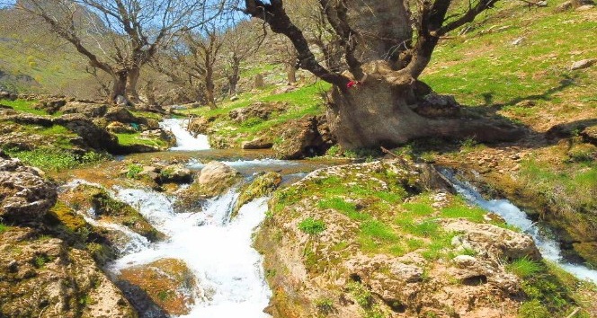 Baharla birlikte yeşeren 3 asırlık ağaçlar kartpostallık görüntüler oluşturdu