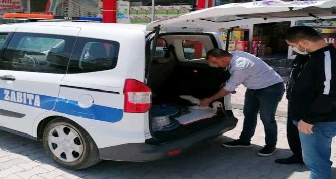Yaralı leylek hastaneye sığındı
