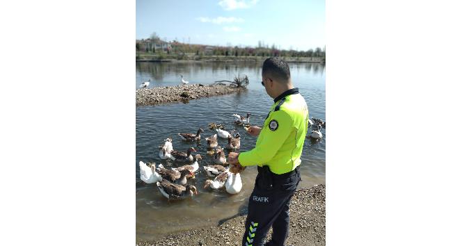 Kızılırmak nehrinde aç kalan kazları polis besledi