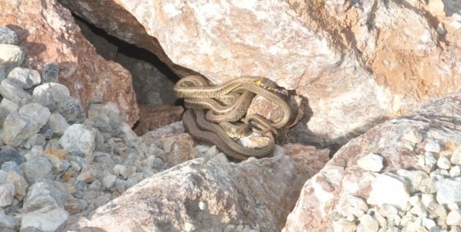 İlçe halkı panikte! sürü halinde dolaşıyorlar