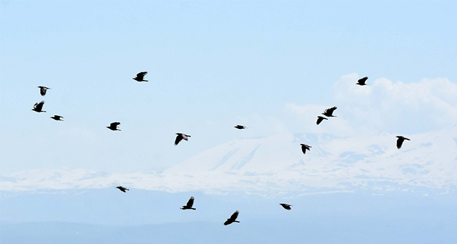Mus Ovasi Zengin Kus Populasyonuna Ev Sahipligi Yapiyor