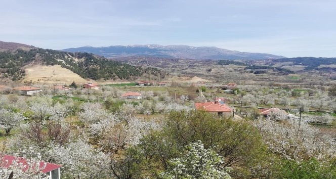 100 ton vişne rekoltesi bekleniyor