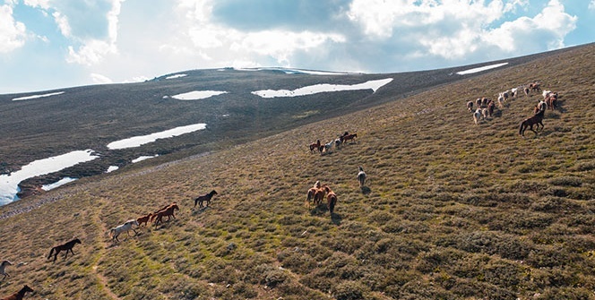 Yellibel Yaylası’ndaki yılkı atlarının hayran bırakan görüntüleri