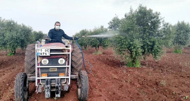 Kronik hasta kişinin zeytin ağacını ilaçladılar