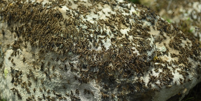 Mahalleyi sardı! Korkutan görüntü!