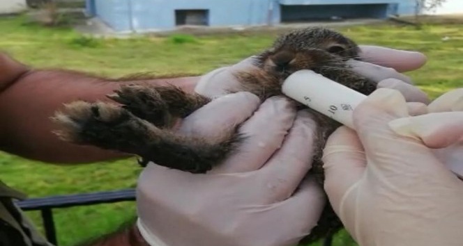 Köylülerin bulduğu yavru tavşan, bakımının ardından doğaya salındı