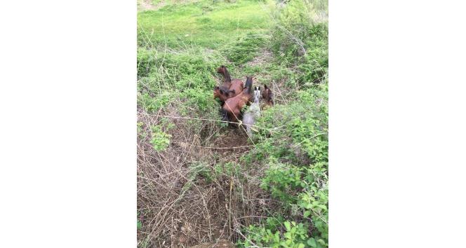 Sason’da çalılıklar arasında mahsur kalan atlar kurtarıldı