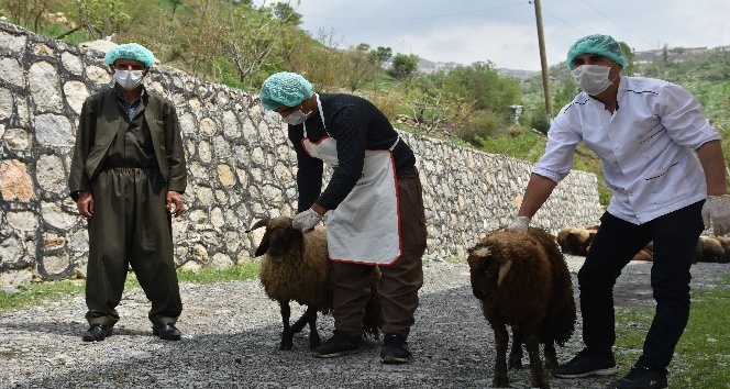 Şırnak’ta ihtiyaç sahibi ailelere 8 ton et dağıtılacak