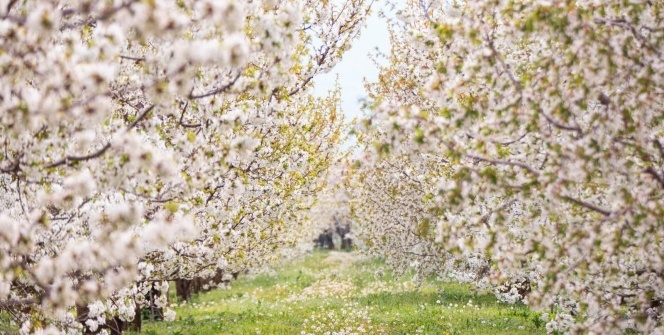Kiraz bahçeleri göz kamaştırdı