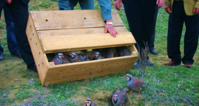 Ordu’da kene mücadelesine karşı 4 bin sülün ve keklik salındı