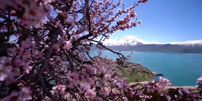 Ziyaretçisiz kalan Akdamar Adası badem çiçekleri ile görsel bir güzellik sunuyor