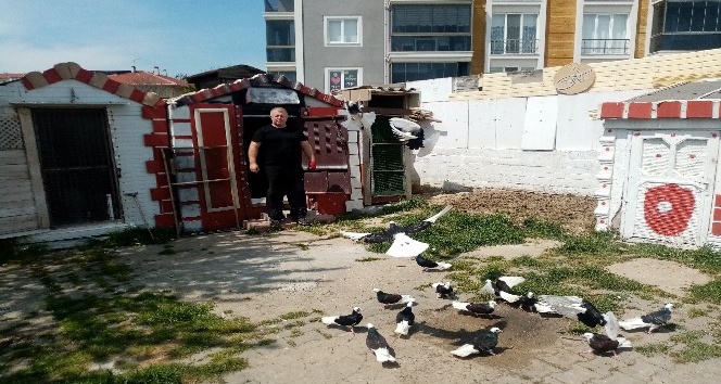 Sokağa Çıkma Kısıtlamasını Bağ Evinde Güvercinleriyle Geçiriyor Tekirdağ