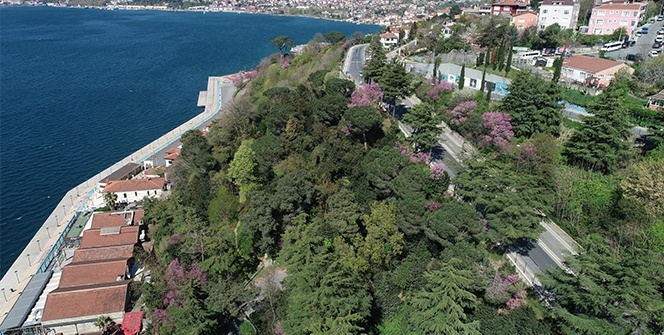 İstanbul Boğazı'nda çiçek açan erguvanlar havadan görüntülendi