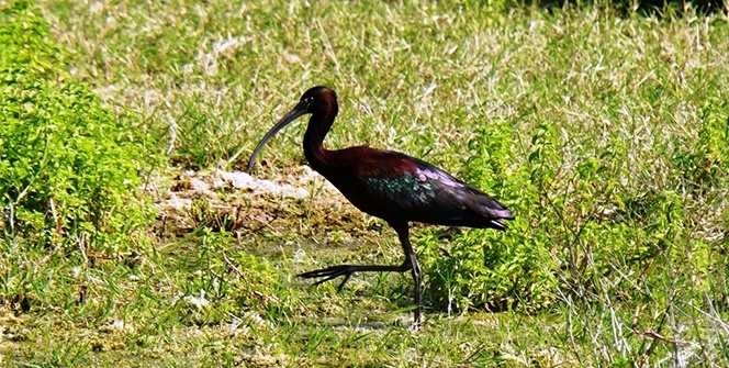 Bodrum’da ilk kez görüntülendi