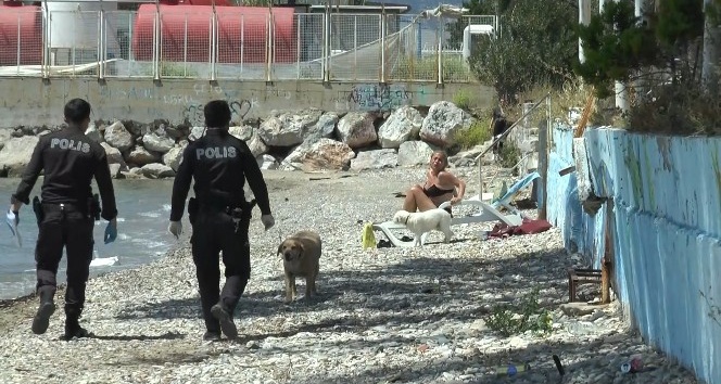 Bodrum’da sahilde sere serpe güneşlenirken yakalandı