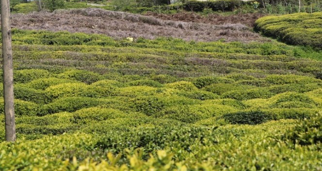Rize’de çay üreticisi yaklaşan çay hasadı öncesi ne yapacağını şaşırdı