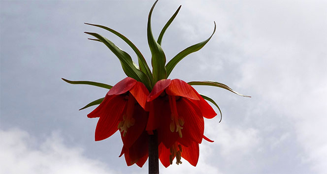 Van Gölü kıyısında 12 tür ters lale çiçek açtı